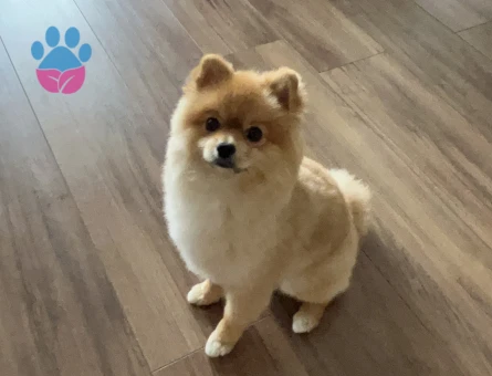 Poomeranian Boo Köpeğime Eş arıyorum