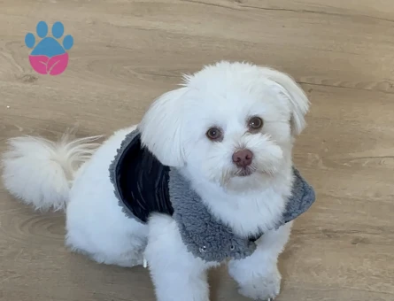 Mavi gözlü 1 yaşında Oğlum Eş Arıyor