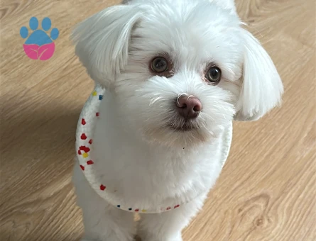 Mavi gözlü 1 yaşında Oğlum Eş Arıyor