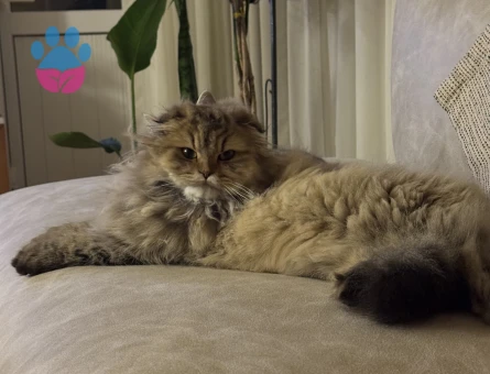 Long Hair Scottish Fold