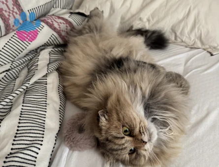 Long Hair Scottish Fold