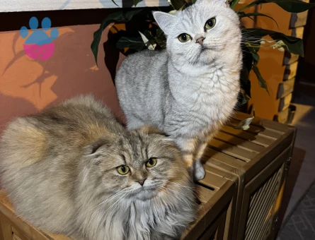 Long Hair Scottish Fold