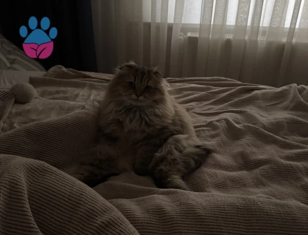 Long Hair Scottish Fold