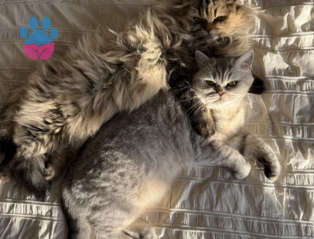 Long Hair Scottish Fold