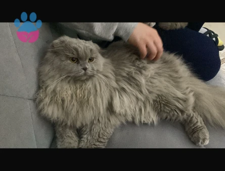 Scottish Fold Erkeğimize Eş Arıyoruz