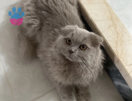 Scottish Fold Erkeğimize Eş Arıyoruz