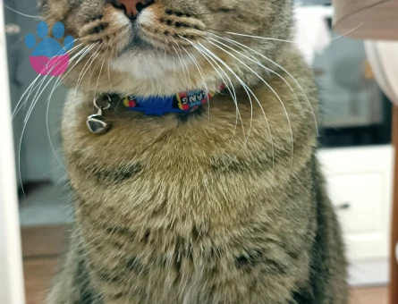 British Shorthair Oğluma eş arıyorum