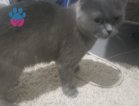 Scottish Fold 1,5 Yaşında Eş arıyor