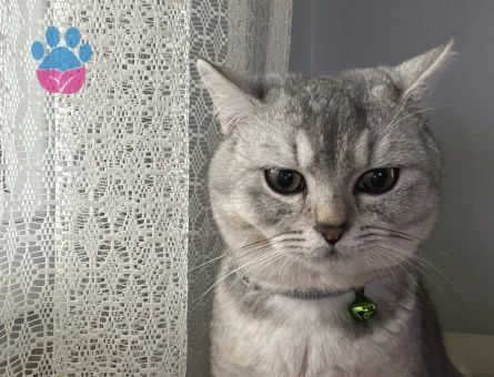 Oğlum boz’a eş arıyorum