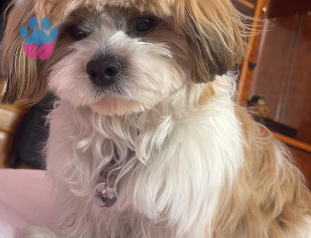 Canım Oğlumuza Çiftleşeceği Bir Prenses Arıyoruz