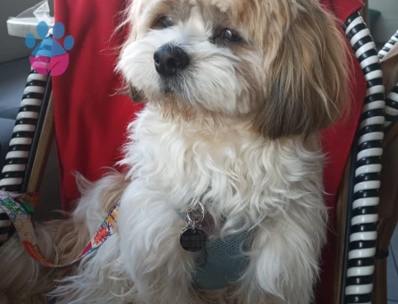 Canım Oğlumuza Çiftleşeceği Bir Prenses Arıyoruz