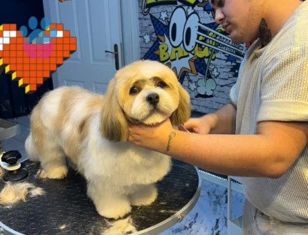 Canım Oğlumuza Çiftleşeceği Bir Prenses Arıyoruz