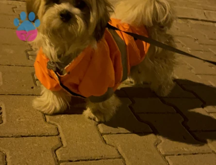 Canım Oğlumuza Çiftleşeceği Bir Prenses Arıyoruz