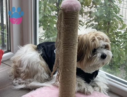 Canım Oğlumuza Çiftleşeceği Bir Prenses Arıyoruz