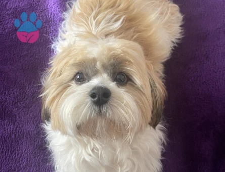 Canım Oğlumuza Çiftleşeceği Bir Prenses Arıyoruz