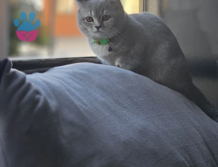 Kızımıza eş arıyoruz tekrar kızgınlıkta