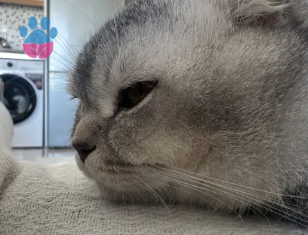 Erkek Scottish fold  kedime eş arıyoruz