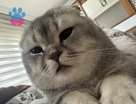 Erkek Scottish fold  kedime eş arıyoruz