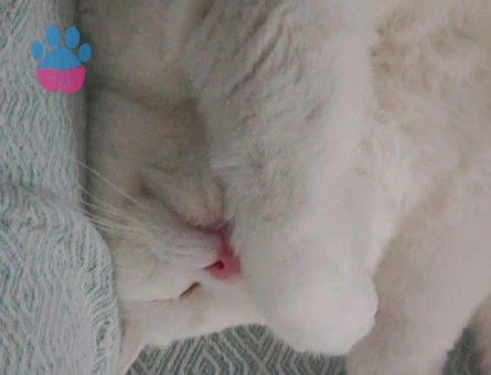 2 yaşındaki Oğlumuza eş arıyoruz