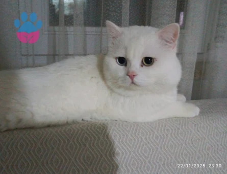 2 yaşındaki Oğlumuza eş arıyoruz