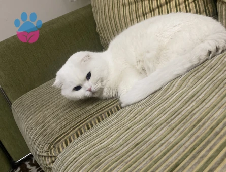 British Shorthair 3 Yaşında Eş Arıyor