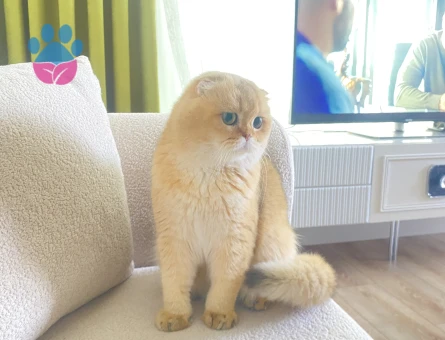 Scotish Golden Fold oğlumuza gelin arıyoruz