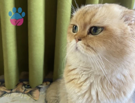 Scotish Golden Fold oğlumuza gelin arıyoruz