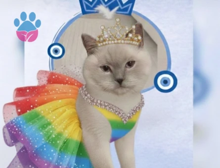 Kızım Mia ya eş arıyorum