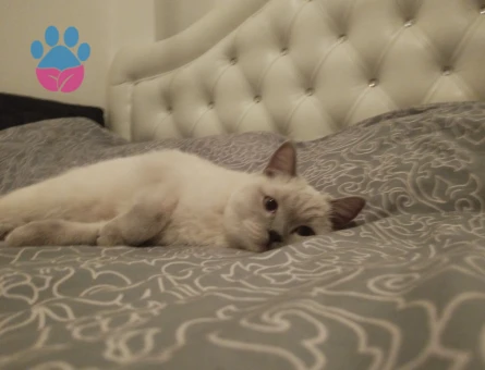 Kızım Mia ya eş arıyorum