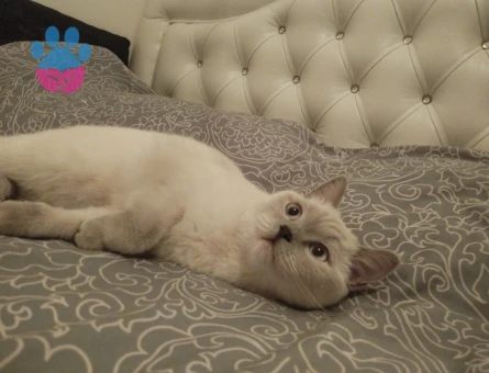 Kızım Mia ya eş arıyorum