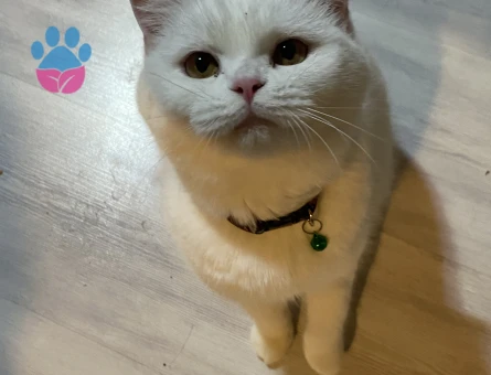 British Shorthair 1 Yaşında Eş Arıyor