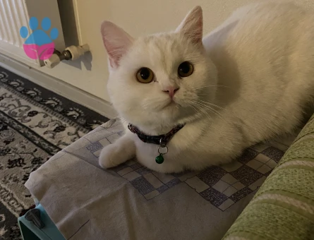 British Shorthair 1 Yaşında Eş Arıyor