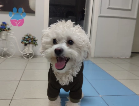 1 yaşında terrıer oğlum için dişi arıyorum