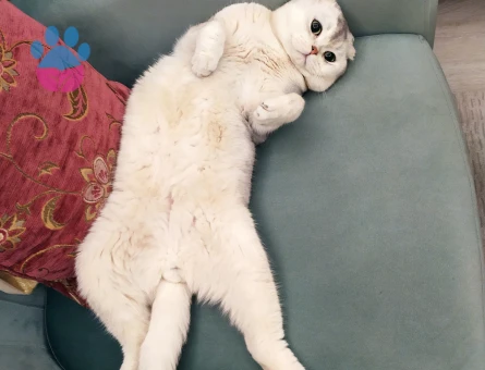 Scottish Fold Erkek Kedime Eş arıyoruz