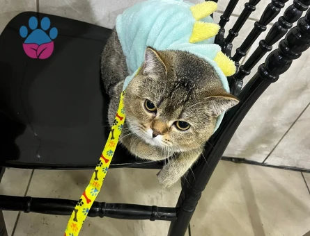 British Kedime dişi ariyoruz