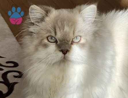 british longhair erkek kedime eş arıyorum