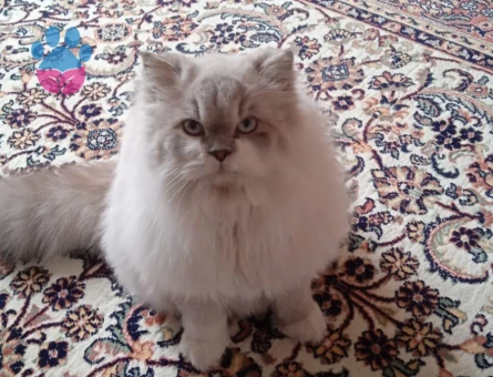 british longhair erkek kedime eş arıyorum