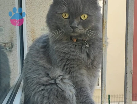 British Shorthair Dişi Kedime Eş Arıyorum