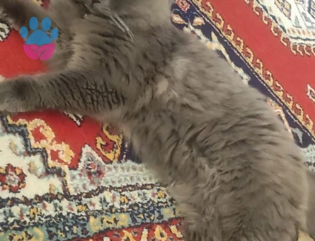 British Shorthair Dişi Kedime Eş Arıyorum