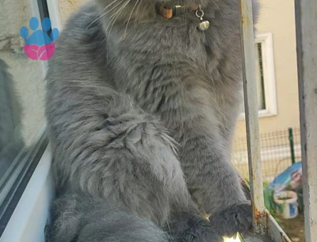 British Shorthair Dişi Kedime Eş Arıyorum