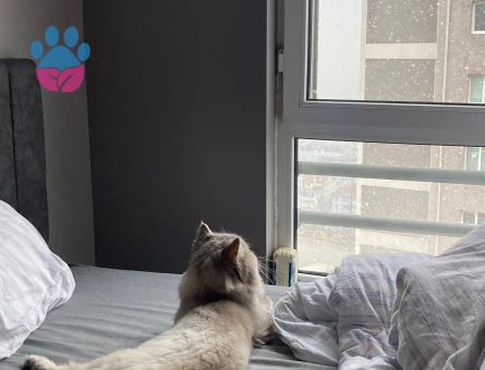 British Shorthair Kedimize partner arıyoruz