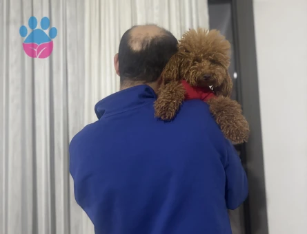 Toy Poodle Luki Eş Arıyor