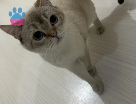 British Shorthair 2 Yaşında Kedim Eş Arıyor