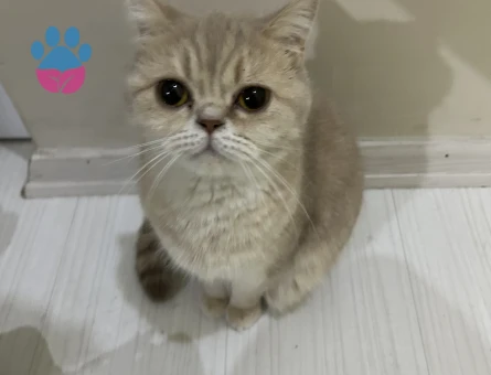 British Shorthair 2 Yaşında Kedim Eş Arıyor