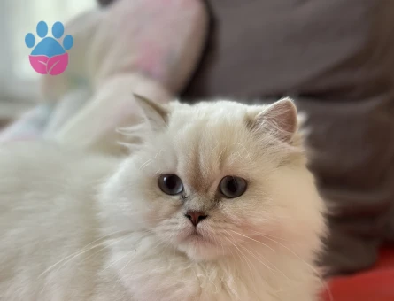 British longhair 11 Aylık Dişi Kedim Eş Arıyor