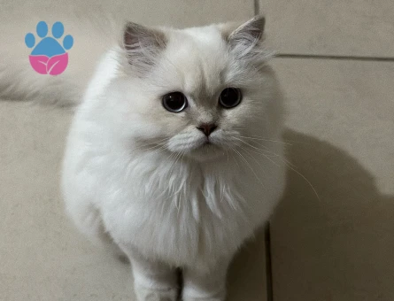 British longhair 11 Aylık Dişi Kedim Eş Arıyor