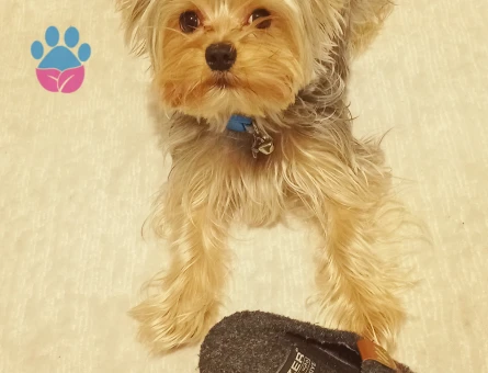 Yorkshire Terrier 1 Yaşında Eş Arıyoruz