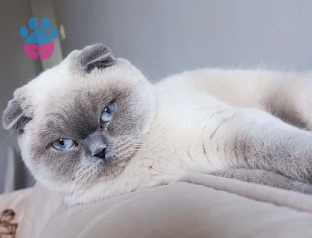 Scottish Fold Yakışıklı Erkeğim Eş Arıyor