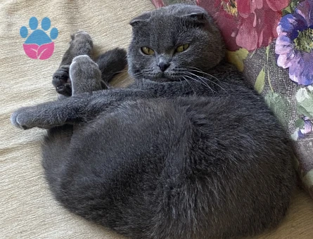 Scottish Fold Kızım Eş Arıyor