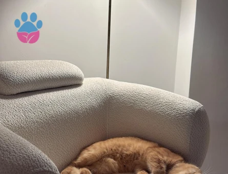 Scottish Fold D23 Dişi Kedimizi Çiftleştirmek İstiyoruz